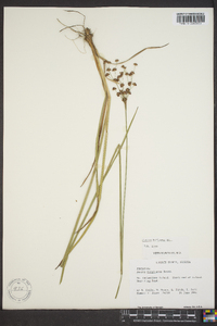 Juncus biflorus image