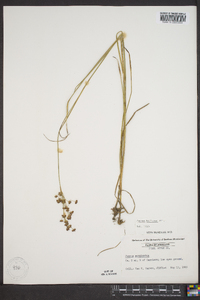 Juncus biflorus image