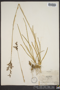 Juncus biflorus image