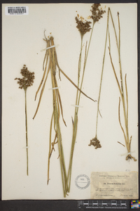 Juncus biflorus image