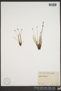 Juncus biglumis image