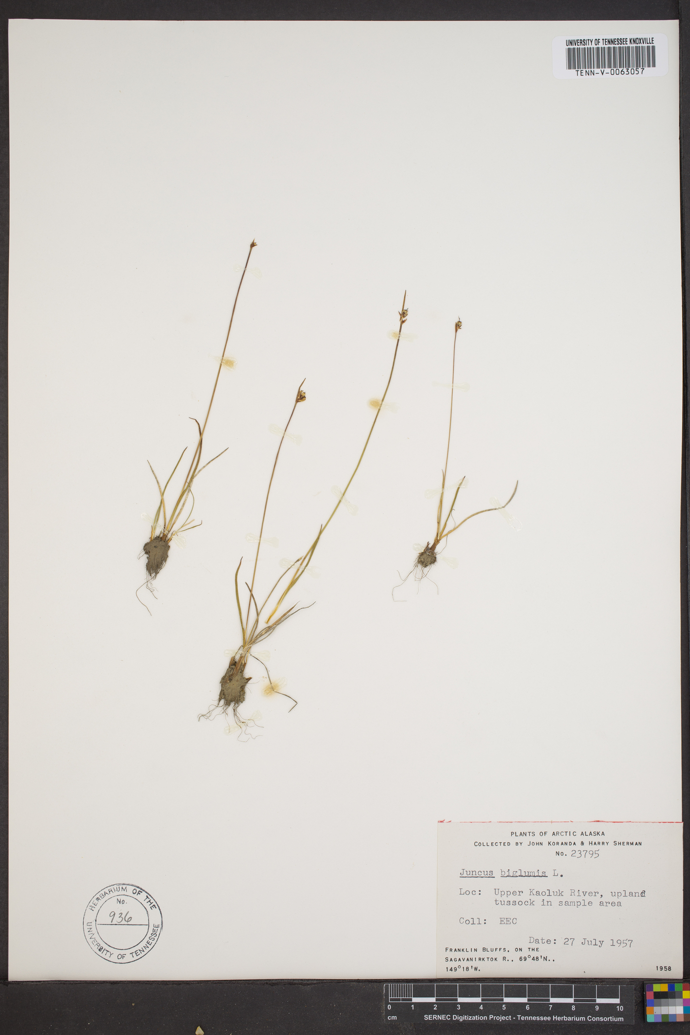 Juncus biglumis image