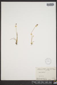 Juncus biglumis image