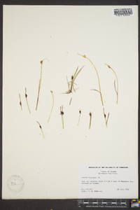 Juncus biglumis image