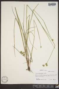 Juncus brachycarpus image