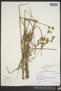 Juncus brachycarpus image