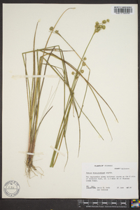 Juncus brachycarpus image