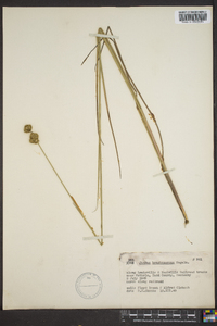 Juncus brachycarpus image