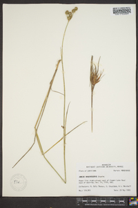 Juncus brachycarpus image