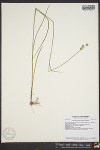 Juncus brachycarpus image