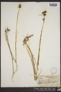 Juncus brachycarpus image