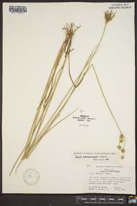 Juncus brachycarpus image