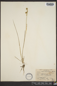 Juncus brachycarpus image