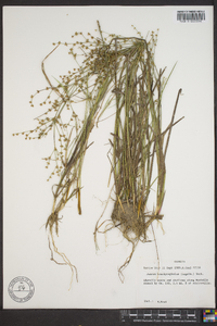 Juncus brachycephalus image