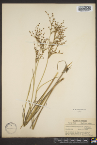 Juncus brachycephalus image