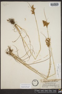 Juncus brachycephalus image