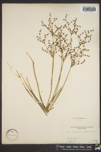 Juncus brachycephalus image