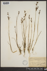 Juncus brevicaudatus image