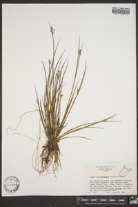 Juncus brevicaudatus image