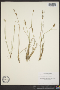 Juncus brevicaudatus image