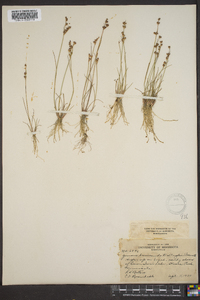 Juncus brevicaudatus image