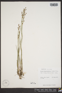 Juncus brevicaudatus image