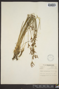 Juncus brevicaudatus image