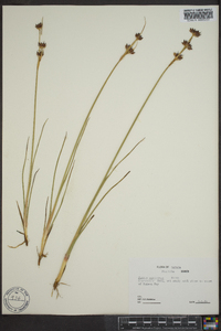 Juncus castaneus image