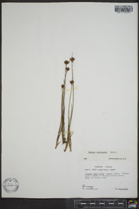 Juncus castaneus image