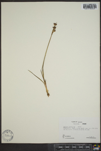 Juncus castaneus image