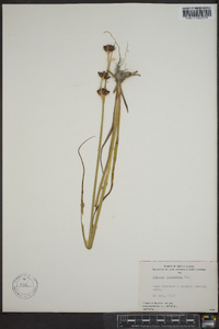 Juncus castaneus image