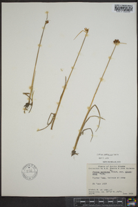 Juncus castaneus image