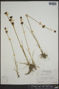 Juncus castaneus image