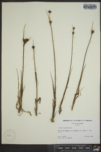 Juncus castaneus image