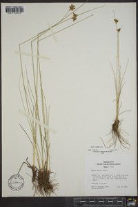 Juncus confusus image