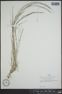 Aristida purpurascens image