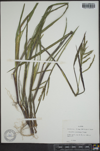 Paspalum boscianum image