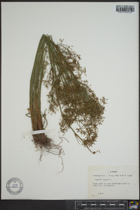 Cyperus haspan image