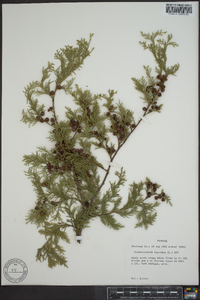 Chamaecyparis thyoides image