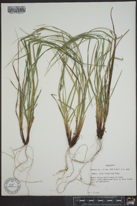 Carex oligocarpa image