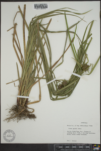 Carex grayi image