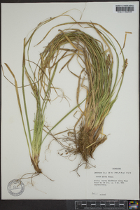 Carex picta image