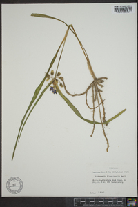 Tradescantia hirsuticaulis image