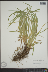 Carex hirtifolia image