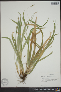 Carex laxiculmis image