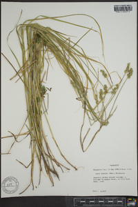 Carex brevior image