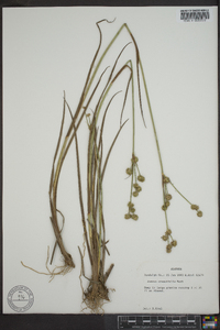 Juncus coriaceus image