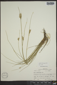 Juncus coriaceus image