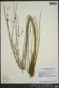 Juncus coriaceus image