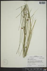 Juncus coriaceus image